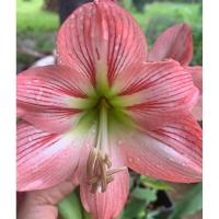 ราคา ว่านสี่ทิศ ต้นไม้มงคล ดอกสวยงาม ว่านสี่ทิศมาลี (24519623157)