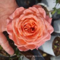 ราคา coral expression กุหลาบพุ่ม ดอกใหญ่ (22021896034)