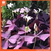 ราคา Oxalis Mijke บรรจุ 4 หัว 100 (20713042855)
