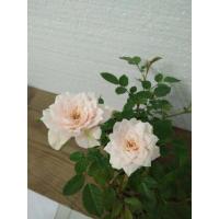 ราคา กุหลาบหนูจิ๋ว มีสีแดง ชมพู ส้ม ขาว เหลือง ม่วง กุหลาบแคระดอกเล็ก สวย ต้นแข็งแรง จัดส่งทั้งกระถาง 3 นิ้ว (19472914675)