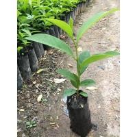 ราคา ต้นกล้าหมากเม่าภูพานหลวงพร้อมปลูก1ต้น100บาท (3757437722)