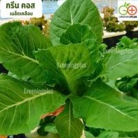 ราคา green cos (ORTIGIA) Enza Zaded 500 pills (เคลือบ) (40423274438)