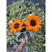 ราคา ดอกทานตะวันลวดกำมะหยี่ #ลวดกำมะหยี่#ดอกทานตะวันลวดกำมะหยี่#ดอกไม้#ดอกไม้ปัจฉิม (43676509469)