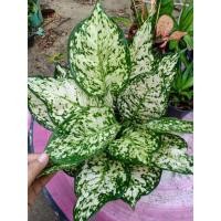 ราคา ต้นอัญมณีขาว อโกลนีมาสีด่างขาว​ ​ไม้มงคล​ส่งเป็นต้น​พร้อม​กระถาง​ (13130882367)