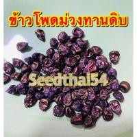 ราคา เมล็ดข้าวโพดหวานม่วงทานดิบไดเ#ราชาข้าวโพดหวานบรรจุ 100-150 เมล็ด (10280942797)