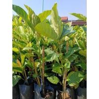 ราคา ต้นมะเดื่อฉิ่ง / มะเดื่อฉิ่งชุมพร กิ่งตอน (22790096441)