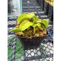 ราคา กาบหอยแครง พืชกินแมลง สายพันธุ์ Dionaea Muscipula Alien 1กระถาง/ชุด (9034156650)