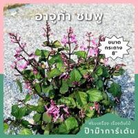 ราคา อาจูก้า ชมพู 8 นิ้ว (Ajuga Pink) (47202268095)