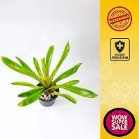 ราคา ต้นไม้ประดับ ต้นไม้นอก ต้นไม้ฟอกอากาศ สับปะรดสี กัสมาเนียไมเนอร์ (28804568191)