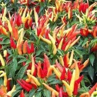 ราคา ต้นกล้าพริกกะเหรี่ยงสูง10-20ซม.ขั้นต่ำ2ถุง (6844335153)