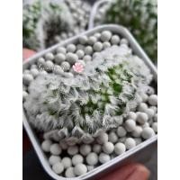 ราคา คามิเน่ คามิเน่คริสขนสวยมาก (13406091215)