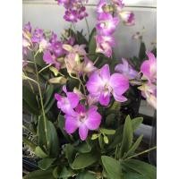 ราคา กล้วยไม้หวายแคระ ต้นปล่าว. สีเดียวกันหมด (5531205014)