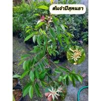 ราคา ต้นจำปีสุคนธา จำปีสุคนธา (45305579520)