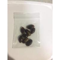 ราคา เมล็ดทุเรียนน้ำ ทุเรียนเทศ 8 เมล็ด (12332946755)