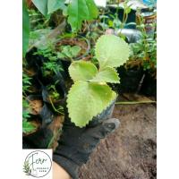 ราคา ต้นพันธุ์หูเสือ/ต้นใบหูเสือพร้อมปลูก (40463337831)