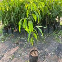 ราคา ต้นอโศก อโศกอินเดีย โสกอินเดีย Cemetary tree ไม้ต้นขนาดใหญ่ ปลูกร่มเงา (รับประกัน ส่งใหม่ฟรี หากสินค้าเเสียหาย!!) (43709223435)