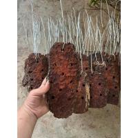 ราคา แผ่นไม้ ขอนไม้ แผ่นเปลือกสน เจาะรูพร้อมลวดแขวน(คละไซร์ขนาด5-8นิ้ว) (29962914382)