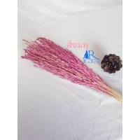 ราคา Rarin พร้อมส่ง‼️ดอกรวงข้าว ( สีชมพู) ดอกไม้แห้ง ขนาด 1 กำ ใช้ตกแต่ง ตามโต๊ะอาหาร ร้านกาแฟ (17991810237)