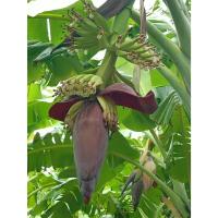 ราคา หัวปลี กล้วยน้ำว้า ออแกนิค 2 kg. / 5 kg. ตัดสดๆ จากสวน (47050697826)