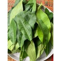 ราคา ใบเปล้าน้อยเก็บสดออร์แกนิคสมุนไพรพื้นเมือง(ชุด50,100ใบ) (23048326524)