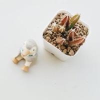 ราคา กระบองเพชรปราสาทนางฟ้า (3632929)