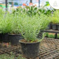 ราคา Treeno.9 T36 ลาเวนเดอร์ อิงลิช ติดดอกง่าย กลิ่นหอมมาก กระถาง 6 นิ้ว / สูง 20-30 ซม. สมุนไพรฝรั่ง ดีต่อสุขภาพ (ต้นไม้) (52704194624)