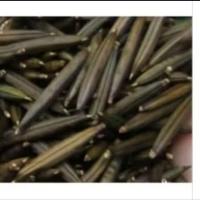 ราคา เมล็ดต้อยติ่ง/หมากต้อยติ่งเมล็ดเปาะแปะ 1 ชุดมี100เมล็ด (41515419111)