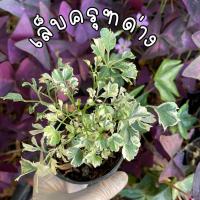 ราคา เล็บครุฑด่างแคระ ส่งกระถาง 3 นิ้ว (10380071680)