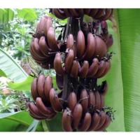 ราคา หน่อกล้วย กล้วยนากแดง Red banana. กล้วยนากแดง เป็นกล้วยโบราณหายาก จัดส่งพร้อมถุงชำ (16520830082)