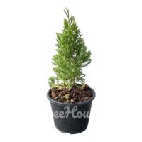 ราคา สนมังกร กระถาง 6 นิ้ว / Juniperus chinensis L.pot 6 (13045463417)