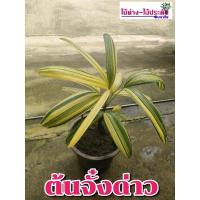 ราคา ต้นจั๋งด่าง ไม้ฟอกอากาศ (20967440963)
