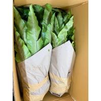 ราคา เฟิร์นข้าหลวง, เฟิร์นข้าหลวงหลังลาย, เฟิร์นรังนก, เฟิร์นข้าหลวงโอซาก้า, ขนาดL (27391565121)