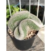 ราคา แมมนกฮูกคริส Mammillaria Microthele Cristata ปลูกในกระถาง 5 นิ้ว ของมีพร้อมส่ง (21291623271)