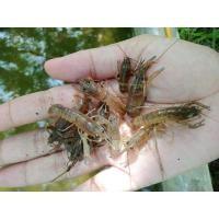 ราคา กุ้งก้ามแดงหรือกุ้งล็อบสเตอร์น้ำจืดตัวละ 5 บาทขั้นต่ำ 20ตัว (22850762278)