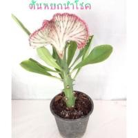 ราคา ต้นหยกนำโชค ไม้มงคล กระถาง 6 นิ้ว (7938464744)