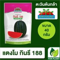 ราคา เมล็ดพันธุ์ ตะวันต้นกล้า แตงโมกินรี 188 SP BIG ซอง ขนาด 40กรัม (23681930598)