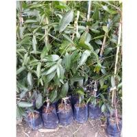 ราคา ขาย ต้นมะปรางหวาน ราคาถูก (2408345632)