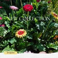 ราคา ต้นดอกเยอบีร่า (Gerbera Daisy) #เยอบีร่าก้านยาว #ดอกไม้ความหมายดี #ดอกสวย (54901500481)