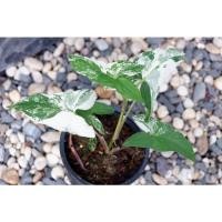 ราคา ต้นเงินไหลมาด่างขาว (Syngonium podophyllum) เงินไหลมาด่างขาว #ลองแลบอน การ์เด้น (17455103419)