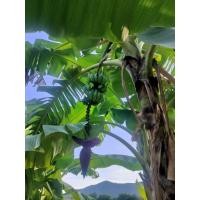 ราคา ต้นกล้วยน้ำว้า หน่อกล้วยน้ำว้า 5 ต้น (44700913255)