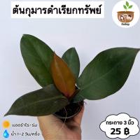 ราคา ต้นกุมารดำเรียกทรัพย์ จัดส่ง 2 ต้นขึ้นไป คละแบบได้ (17096795774)