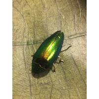 ราคา เข็มกลัดแมลงทับแท้เครื่องประดับสำหรับท่านชาย (7353679520)