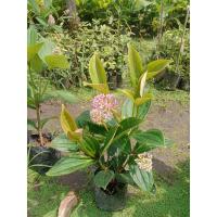 ราคา ต้มไข่มุกอันดามัน ❤️1 ต้น 139 บาท (27013460196)