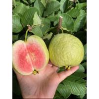 ราคา ฝรั่งหงเป่าสือ ไส้แดง หวานกรอบอร่อย รสชาติอมเปรี้ยวอมหวาน (41128513593)