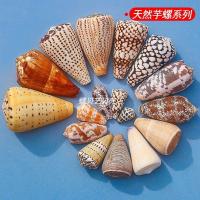 ราคา เปลือกหอยสังข์ธรรมชาติ ชุดหอยเต้าปูน✨ ของแต่งตู้ปลา ของแต่งบ้าน ของแต่งงาน ของสะสม ของขวัญ (42759181981)