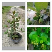 ราคา ต้นลำแพน ต้นไม้แสงแห่งหิ่งห้อย ต้นไม้หายากเป็นไม้น้ำ(กระถางตามรูป) (41209686046)