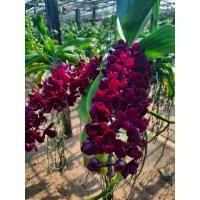 ราคา กล้วยไม้ช้างแดง ขนาด2-3ชั้นใบ Rhynchostylis gigantea red (15749108450)