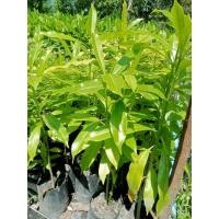 ราคา ต้นตีนเป็ดน้ำ ไม้ต้นขนาดเล็ก ไม่ผลัดใบ ส่งฟรี (28864771844)