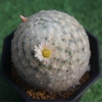 ราคา กระบองเพชร cactus แมมขนนกขาวดอกชมพู 020 (1718367105)