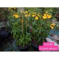 ราคา #ต้นทองอุไร (10แถม1 )#ทองอุไร (6417077205)